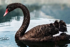 Маховский: «Прилетел «черный лебедь» в виде иранской войны»