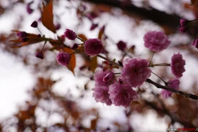 Яркае развітанне з халодным красавіком